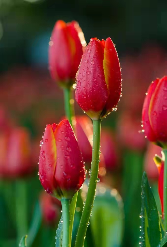 代表中国的国花有哪些,中国的各国的国花是什么花