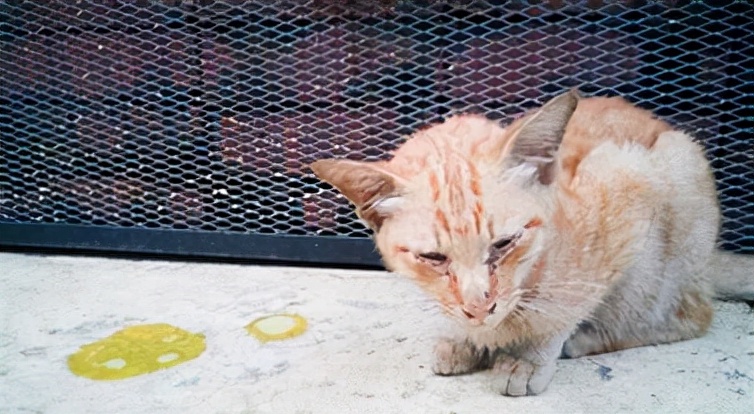 寄生虫感染猫咪,猫咪寄生虫感染了会怎样