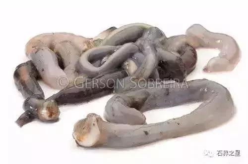 世上最惊艳的木头,世界上最漂亮的红色木头