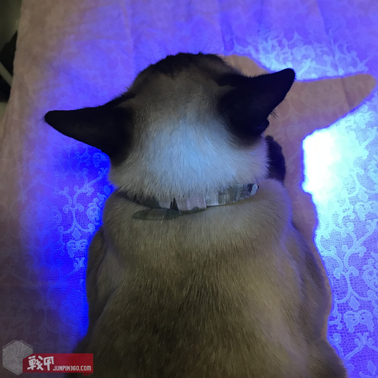 猫猫健康探照灯——纳丽德Dr.K3UV伍德灯简评