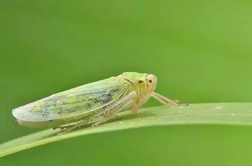 蔬菜害虫防治大全,蔬菜害虫最佳防治方法