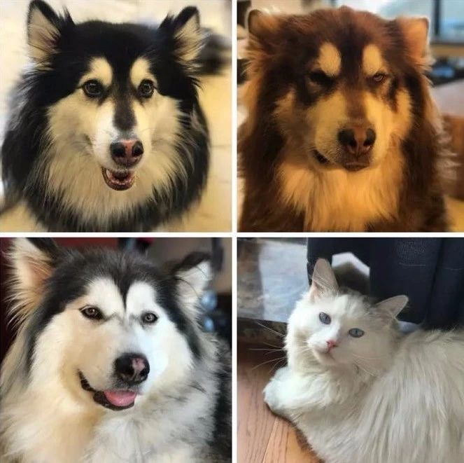 疫情中的替代性创伤,疫情替代性创伤