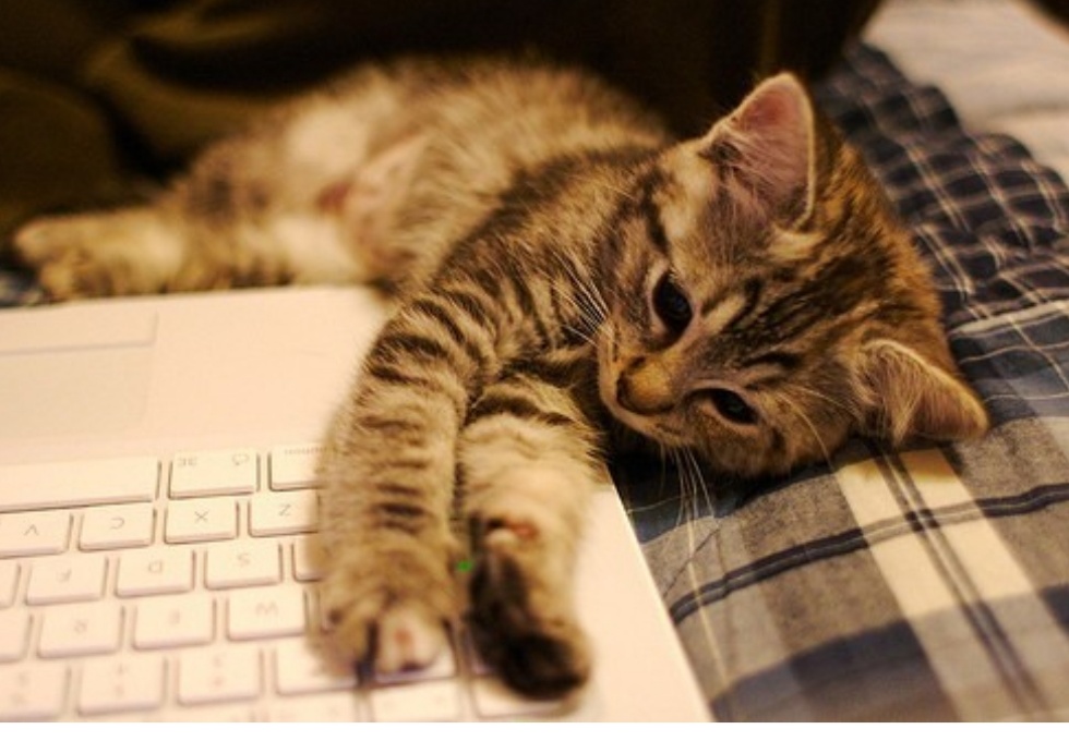 养土猫和纯猫的区别,养土猫好还是宠物猫好