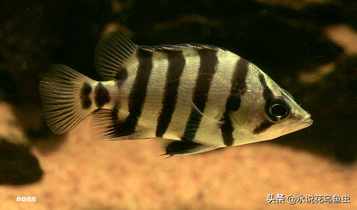 稀有虎鱼孟加拉银虎鱼,虎鱼的种类,科普孟加拉银虎