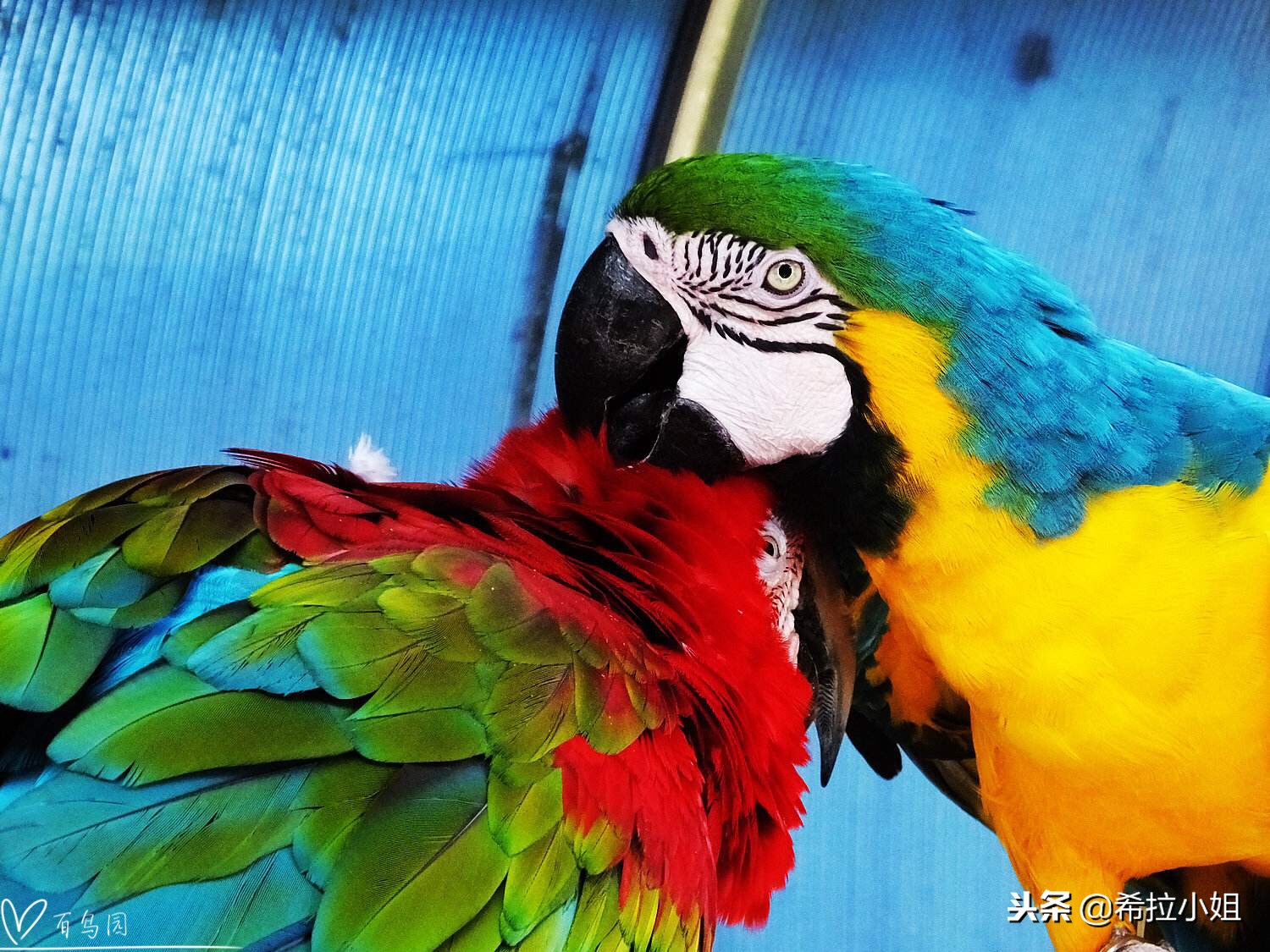 鼓浪屿最美打卡,鼓浪屿最美岛屿图片