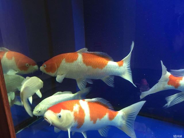 十大新手好养的冷水鱼,十大适合新手养的南方小型冷水鱼