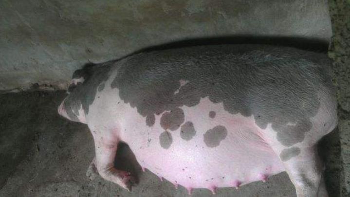 母猪死胎38.2怎么办,母猪产特别小死胎是什么原因