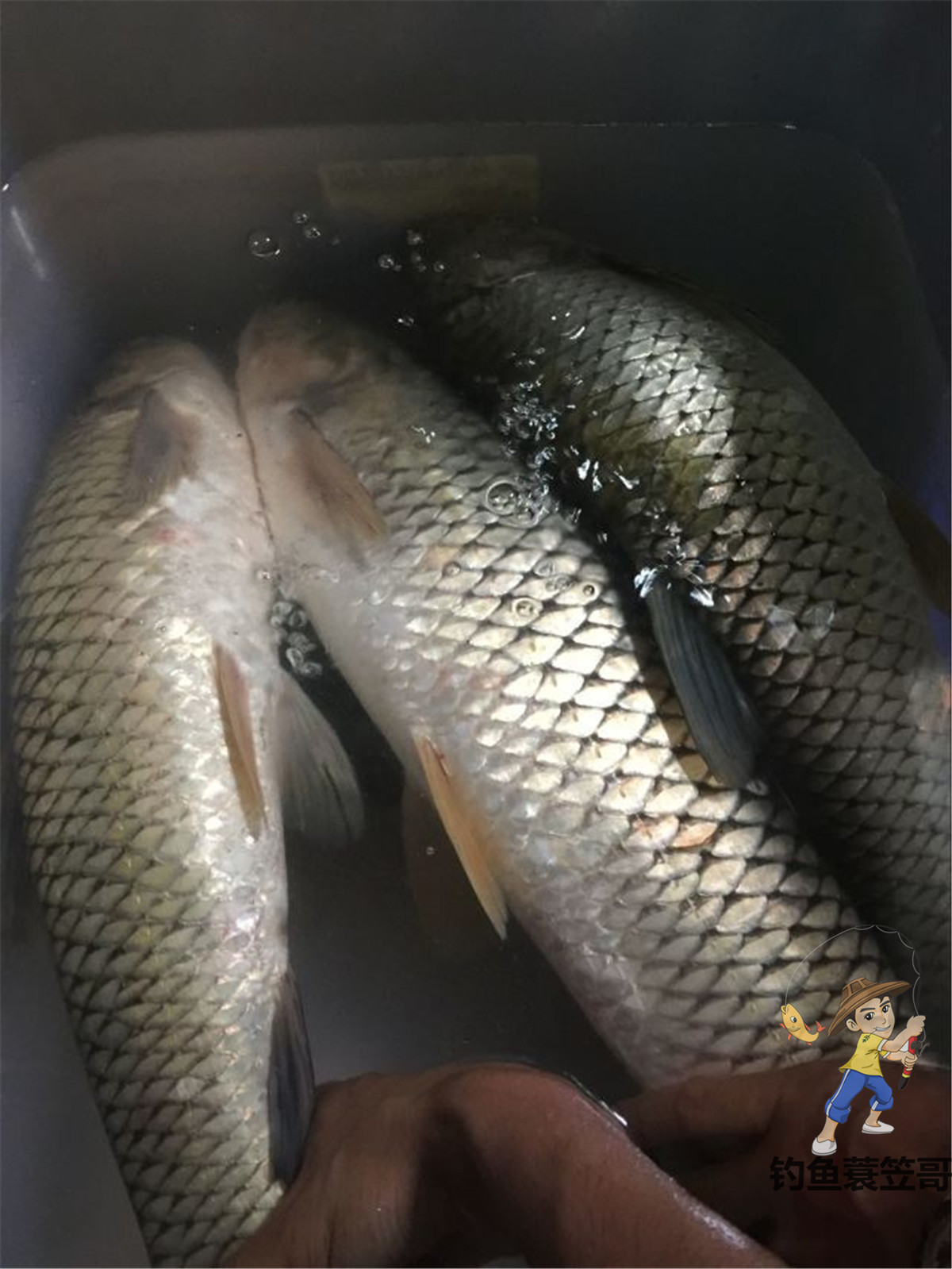 鱼钩应该怎样选择和使用,教你如何选择最好的鱼钩