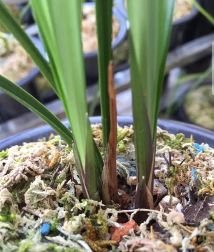 云南玉溪早年下山的一颗春兰红花素，现在成为市场炙手可热的精品