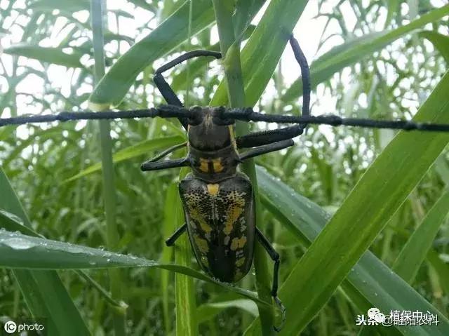 树下有蚁窝怎么办,树上有粪甲虫怎么办