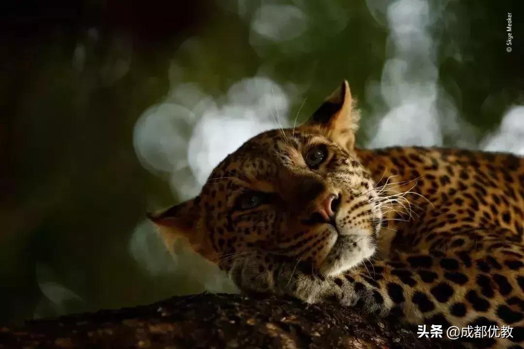 安排！亲子游必打卡：达芬奇IN成都、虫虫总动员、澳大利亚树皮画