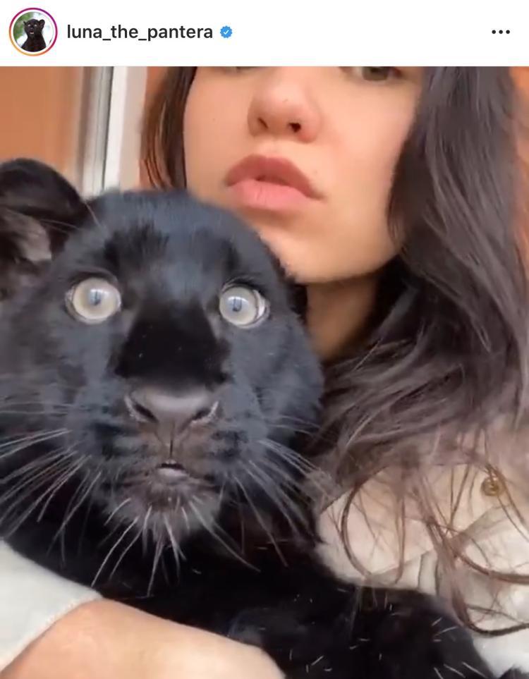 我的萌宠鸟类,我的萌宠是只牛原版