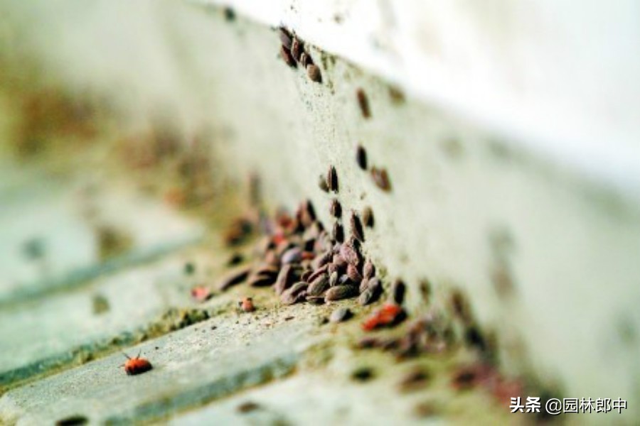 草履蚧防治月份,草履蚧壳虫防治