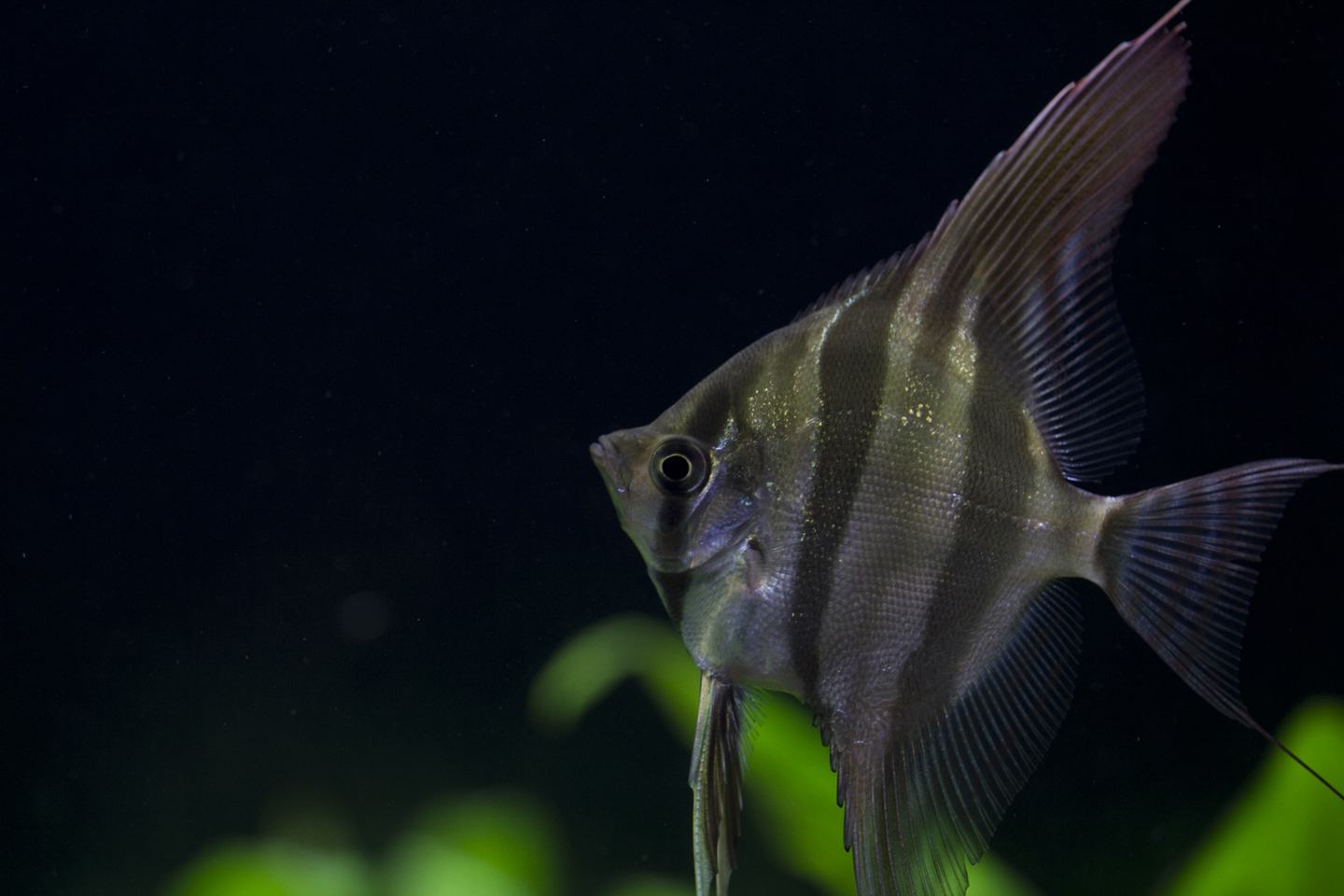 观赏鱼肠炎土霉素泡饲料,观赏鱼肠炎好了怎么喂食
