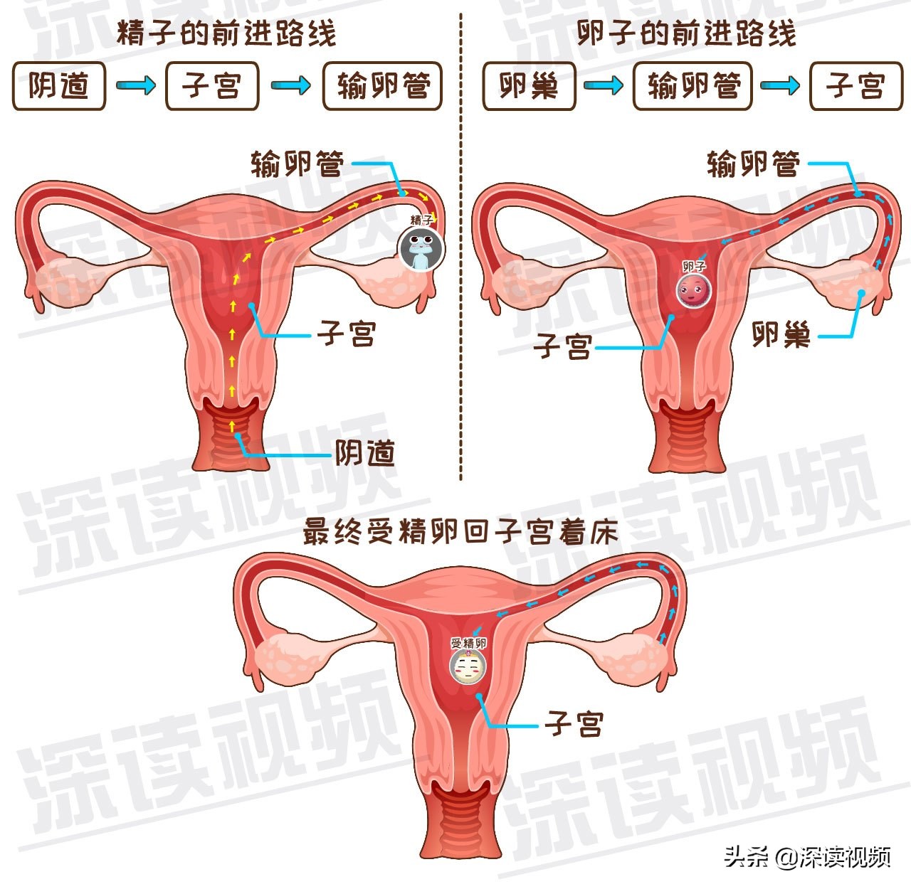 受精卵缘何子宫外安家