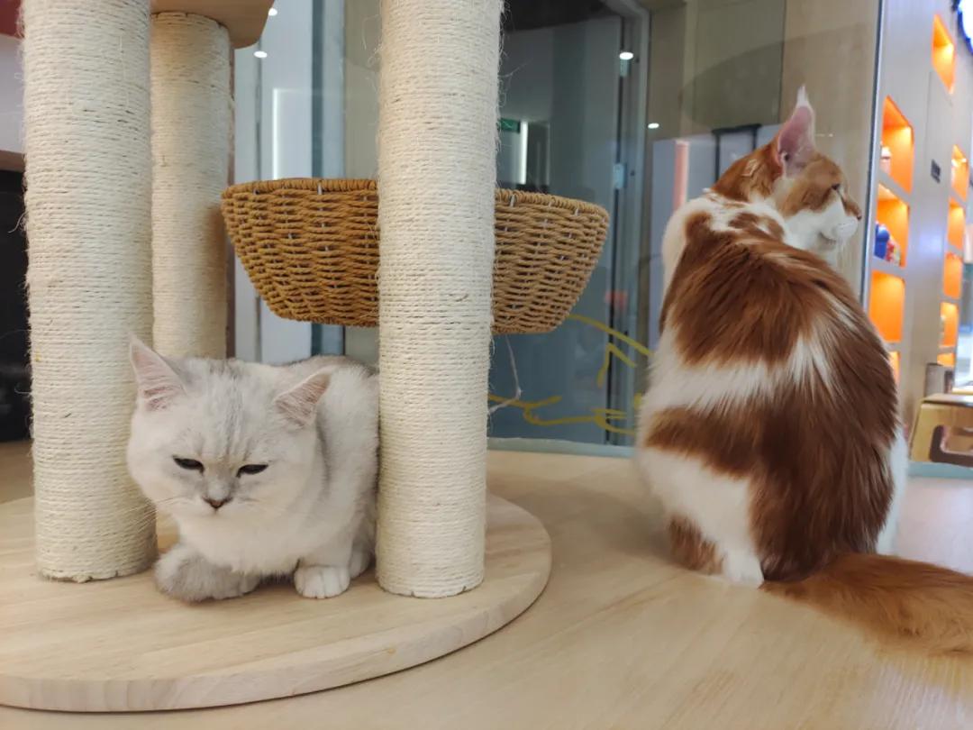 我和14万人一起，参与了2021年最盛大的一场许愿