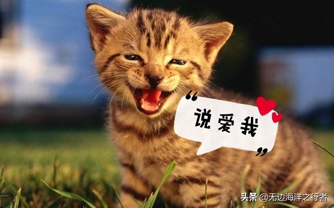 黑枸杞跟黄菊花泡水什么颜色,枸杞泡水呈什么颜色为正品