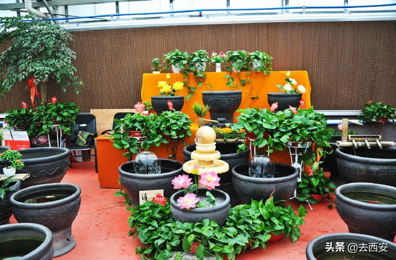 去哪里买多肉植物便宜又好,西安多肉植物哪里买