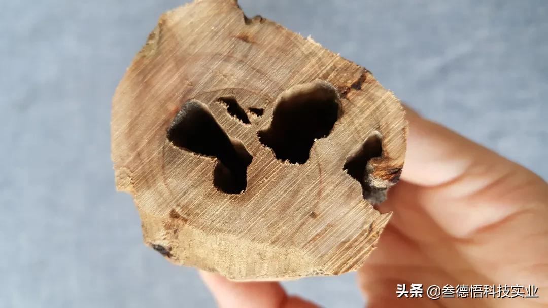 正宗檀香有哪些,檀香正宗第一名纯天然真品