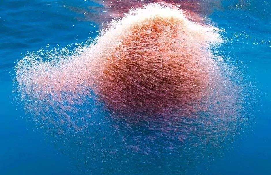 地球妈妈生病了故事,地球变暖冰川融化企鹅