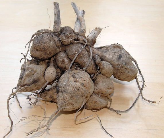 大丽花的根为什么会烂,大丽花烂根早期怎么判断