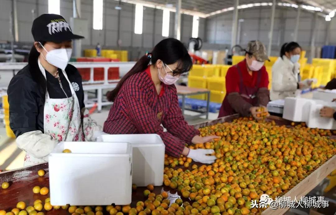 「微观柳州」你知道电商怎样征战脱贫攻坚战场吗？