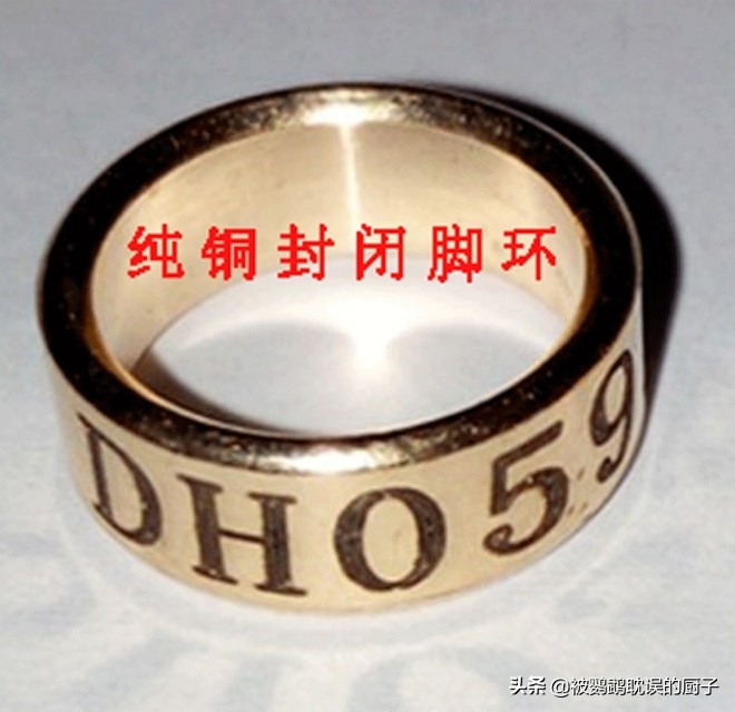 灰鹦鹉和葵花金刚哪个好,灰机鹦鹉和葵花鹦鹉哪个好