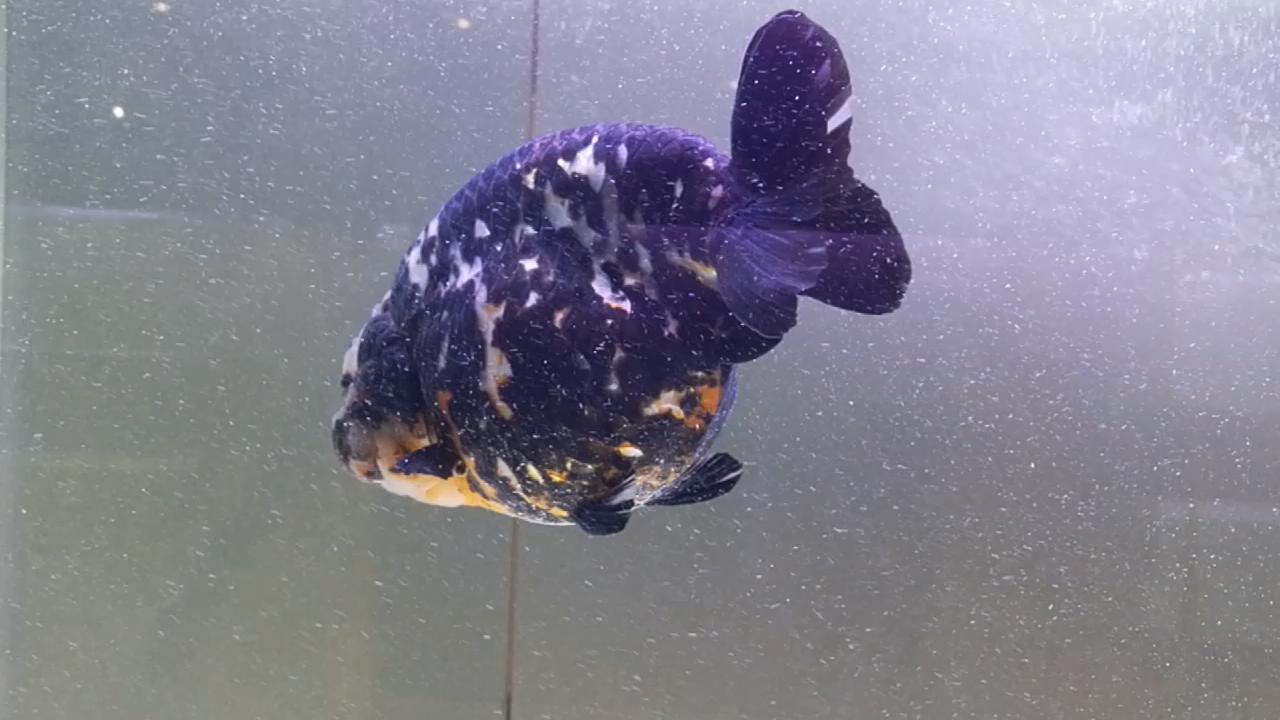 3条带病金鱼，让我稀里糊涂治好了，分享一下过程，现在状态很好