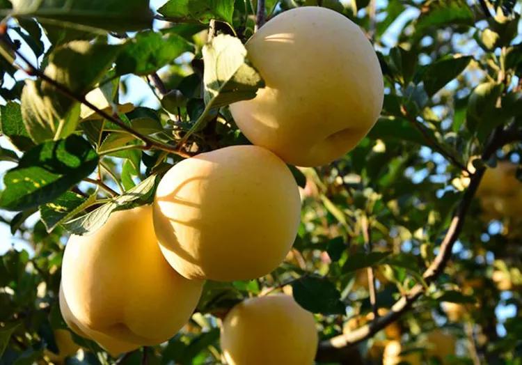高山脆甜富士,美味富士品种介绍