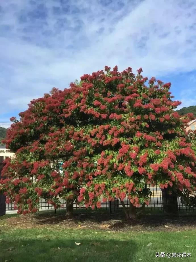 珍稀又漂亮的国家级保护植物,国家重点保护野生植物女神之花