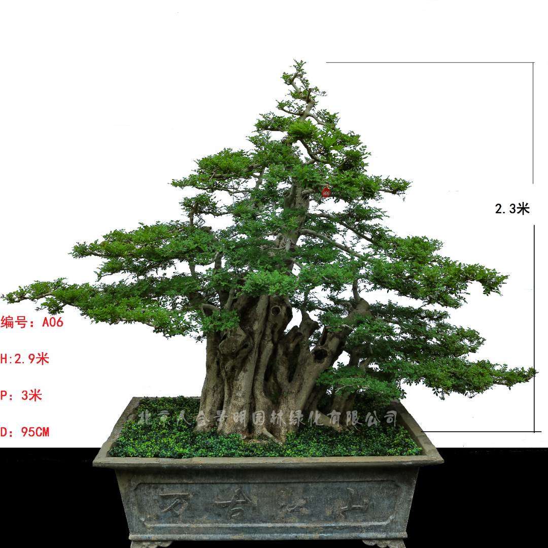 北京人合景明园林教你如何用这九种方法选对——对节白蜡