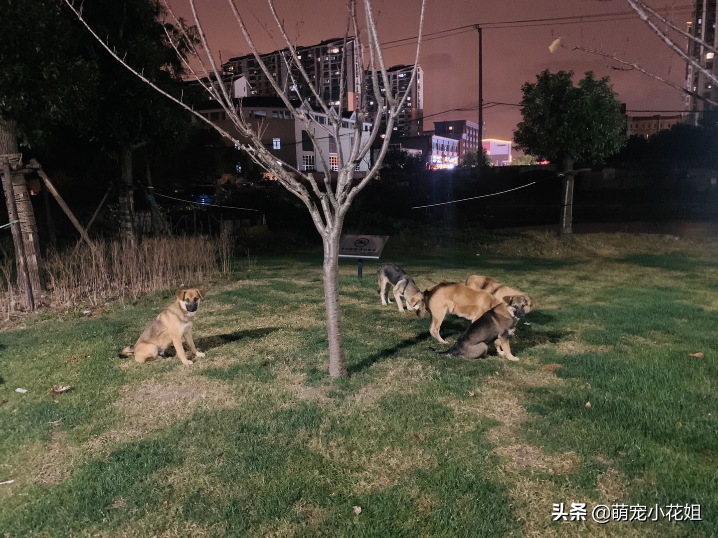 被遗弃的小狗狗守在家门口,流浪狗被遗弃工地