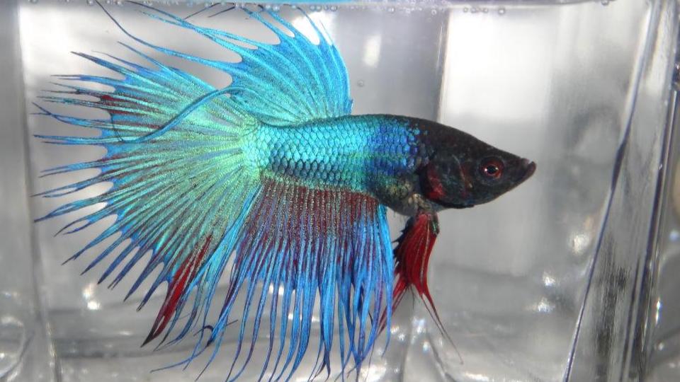 养斗鱼的十大奇葩要求,零基础养斗鱼小知识