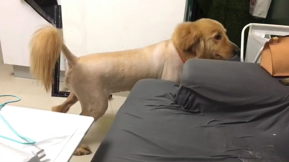 金毛狗的不良习惯,金毛不良习惯训练