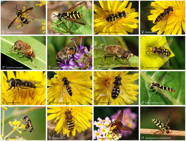 瓢虫害虫和益虫的区别图,益虫害虫有哪些视频