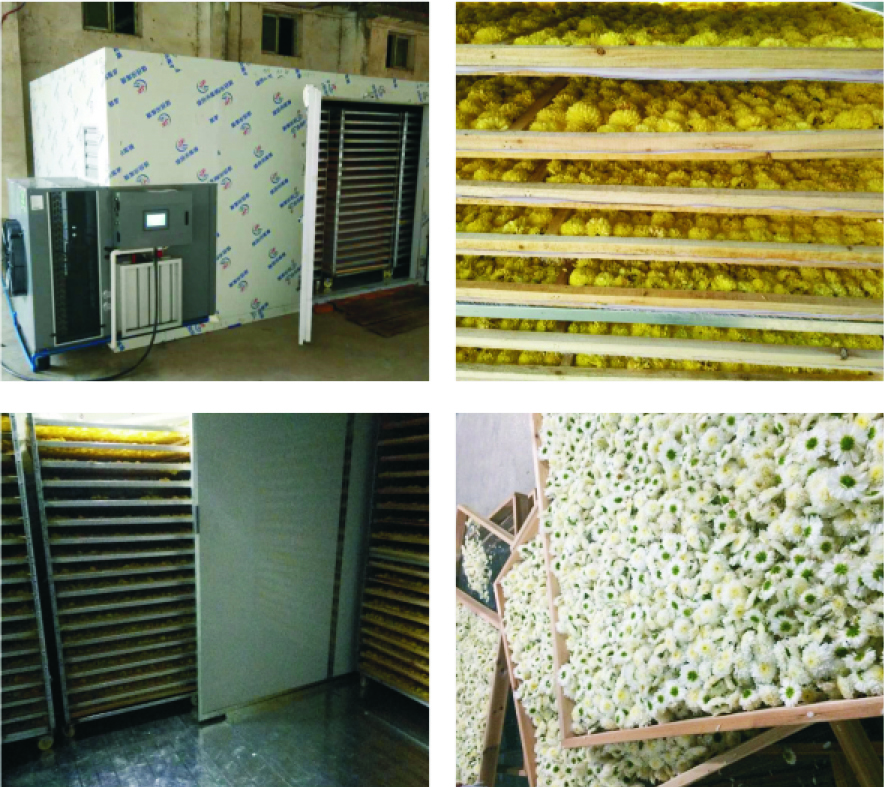 鲜金丝皇菊是晒干还是烘干好,金丝皇菊烘干机操作