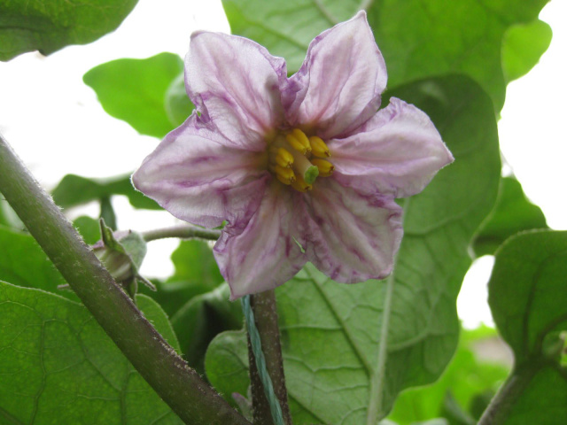 茄子紫花病毒病图片,茄子紫花病浇水传染吗