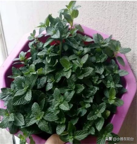 薄荷枝横着种,薄荷一棵能种成一盆吗