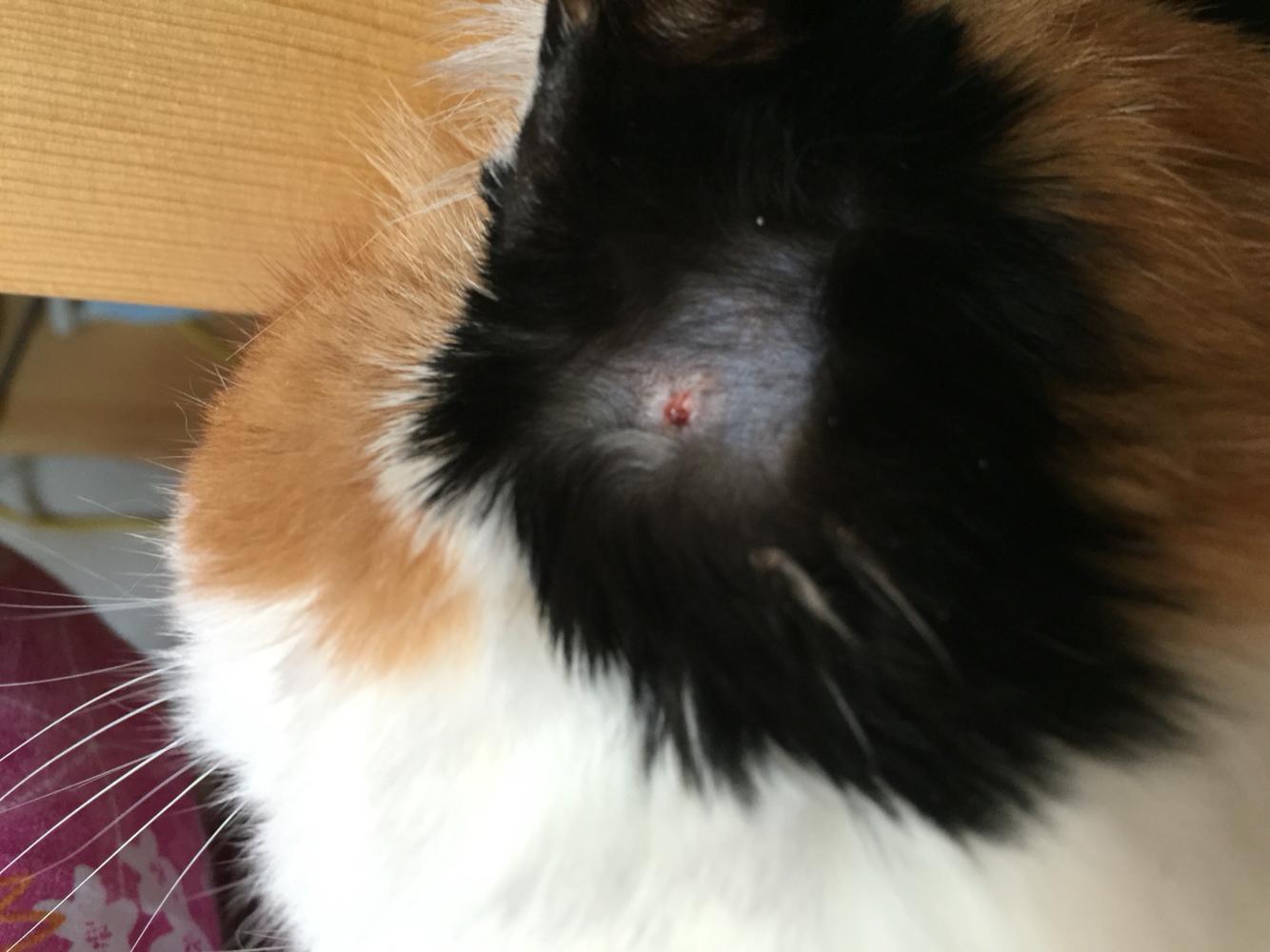 猫癣铲屎官注意什么,猫癣碰了会怎么样