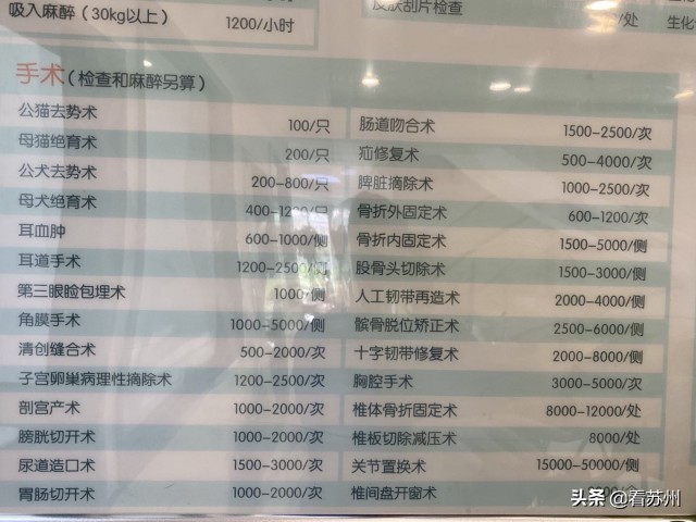 戴LV项圈、吃进口零食、住定制宾馆，网友：活得不如狗