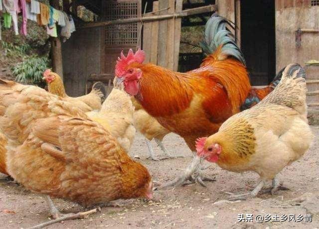 吃虫子的鸡和饲料鸡区别,吃虫子的鸡生出的蛋的蛋黄的颜色
