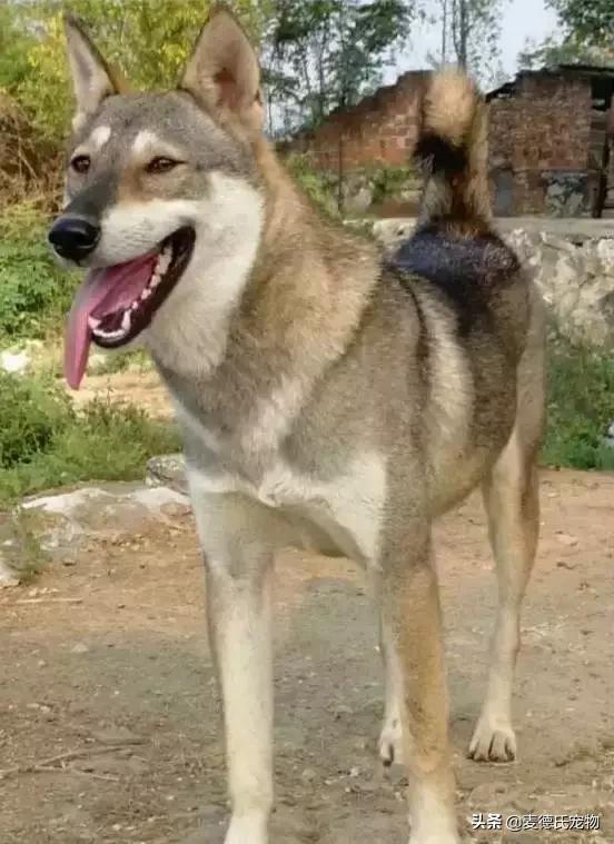 这样的中华田园犬难道你不爱吗,到底什么才是真正的中华田园犬