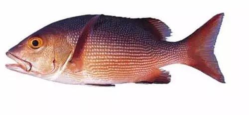 十种受欢迎的海鲜鱼类,最名贵的海鲜鱼类