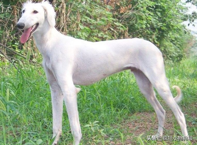 战斗力最强的土狗是什么品种,这40种土狗其实都是超酷的品种犬