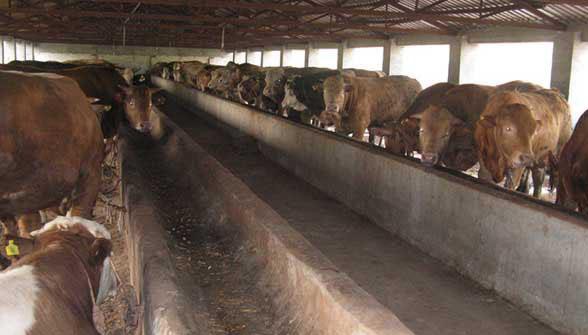 养牛5个月左右的牛每天吃什么,如何养牛让牛吃得多