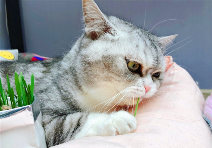 肺部结节跟猫咪有关系吗,辟谣得了肺结节