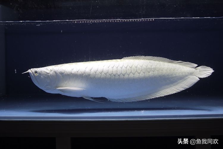 加入配鱼后龙鱼趴缸了,龙鱼吃食正常就是趴缸