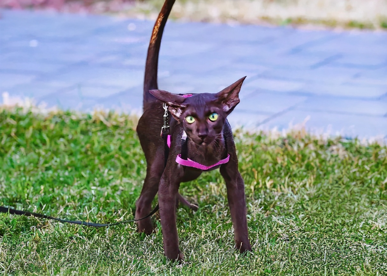 30种常见的猫,20种常见猫咪