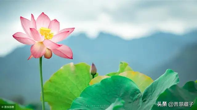 一花一世界一叶一菩提,一花一世界一叶一菩提的歌