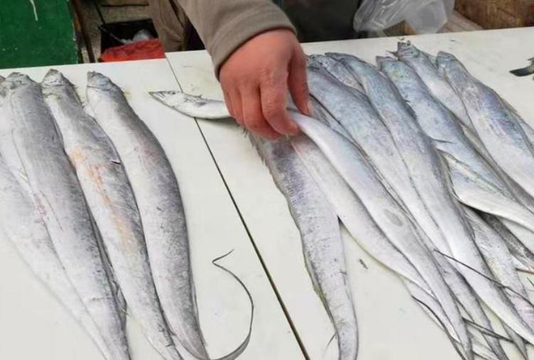 买带鱼要分清黄眼和黑眼,带鱼大眼睛的好还是小眼睛的好